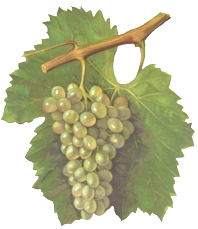 grapes ornament